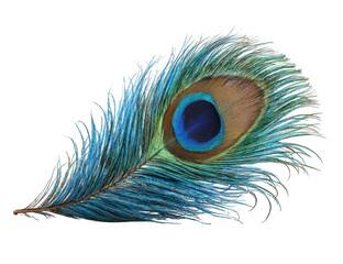 Obraz premium Close-up of a vibrant peacock feather
