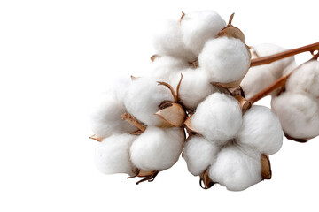 Close-up of cotton bolls