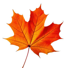 Fototapeta premium Autumn Maple Leaf, isolated on transparent background.