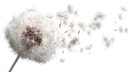 Dandelion seeds dispersing (4)