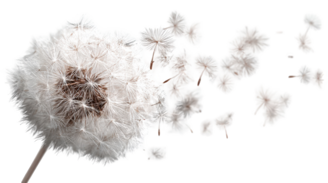 Dandelion seeds dispersing (4)