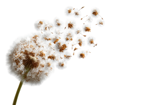 Close-up of dandelion seeds dispersing (1)