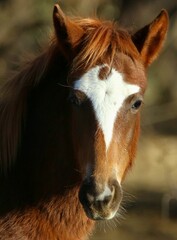 Portrait of a Wild Horse Colt
