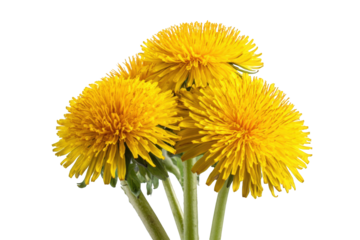 Close-up of three vibrant yellow dandelions