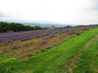Flower Land Kamifurano, Hokkaido, Japan - Diorama Effect