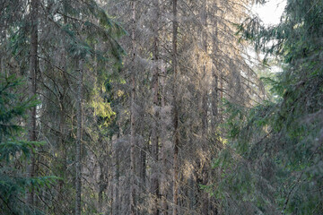 Spruce trees killed by typographer beetle with complete die off in short time visible in central frame area of affected forest. Central dead zone, tree mortality from insect infestation, dry ill trunk
