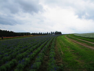 Flower Land Kamifurano, Hokkaido, Japan - Diorama Effect