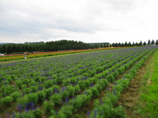 Flower Land Kamifurano, Hokkaido, Japan - Diorama Effect