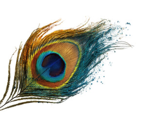 Vibrant peacock feather against black
