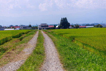 夏空の下に広がる気持ちいい喜多方地方の田園風景