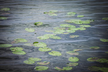 Clustered green lily pads drift across rippling grey-blue pond water in soft daylight, forming a natural abstract pattern that evokes calm, reflection and the delicate ecosystem of freshwater wetlands