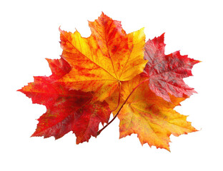 Obraz premium Vibrant autumn leaves against black background