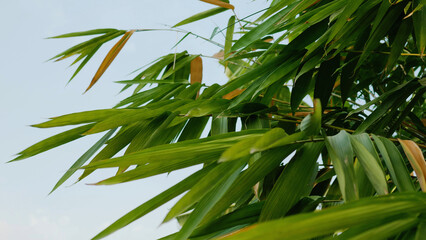 Green natural bamboo leaves, bamboo planting in summer and forest conservation
