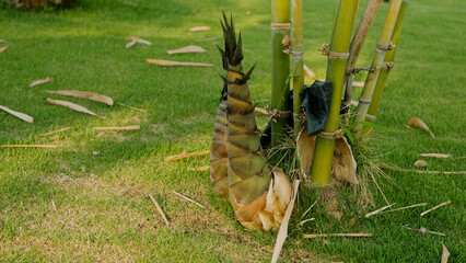 Green natural bamboo shoots, bamboo planting in summer and forest conservation