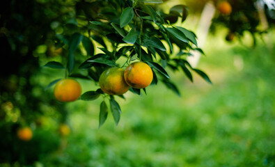 Orange orchards and honey orange cultivation. Organic farming. Orchard owners harvest the oranges for sale.