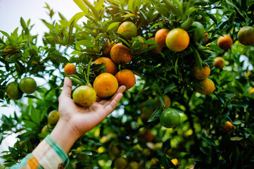 Orange orchards and honey orange cultivation. Organic farming. Orchard owners harvest the oranges for sale.