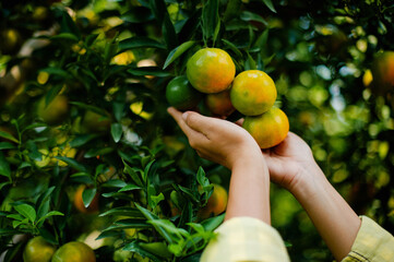 Orange orchards and honey orange cultivation. Organic farming. Orchard owners harvest the oranges for sale.