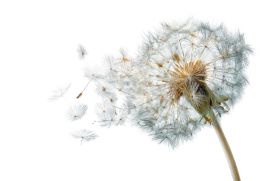 A dandelion seed head dispersing seeds (4)