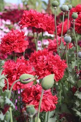 Vibrant red poppies bloom in a sunlit garden during springtime, showcasing lush colors and lively greenery