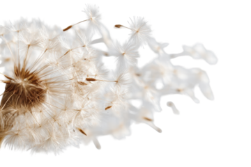 Close-up of a dandelion seed head (70)