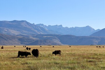 Herd of cattle grazing in expansive meadow with mountains in background under clear blue sky