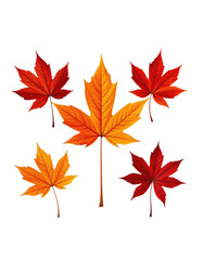 Fototapeta premium Vibrant autumn maple leaves collection featu red orange and yellow foliage isolated on white background perfect for seasonal design and nature themes