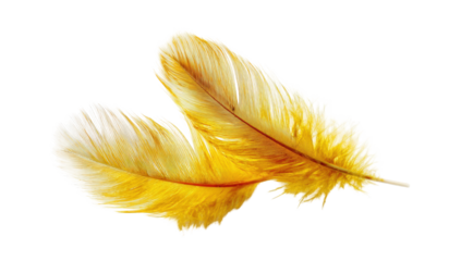 Two bright yellow feathers