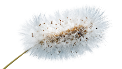 Close-up of a fluffy white seed pod