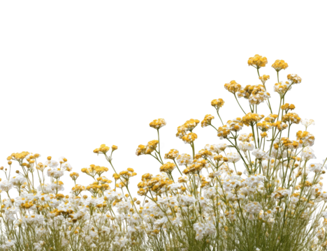 Close-up of clustered white and yellow flowers