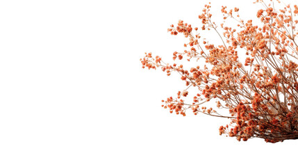 Close-up of dried, light orange flower clusters