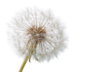Close-up of a dandelion seed head (71)
