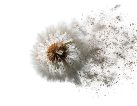 Close-up of dandelion seed head