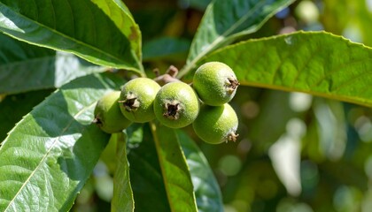 Close-up of Unripe Loquats on a Branch