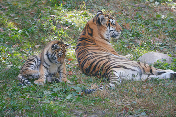 Siberian Tiger Mom And Cub Resting In Shaded Meadow