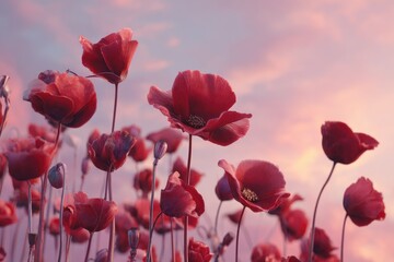 Obraz premium Red poppies sway gently in a sunset sky