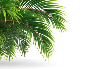 Naklejka premium Lush green palm fronds against a white background (2)
