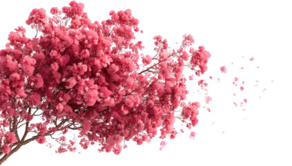 Pink blossom tree, scattered petals