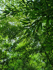 It's a bamboo forest in blue summer.