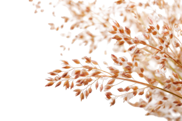 Close-up of dried grass seed heads