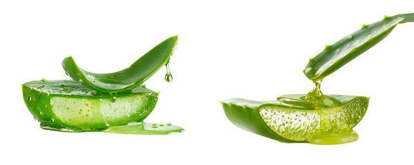 Fresh aloe vera slices with dripping gel