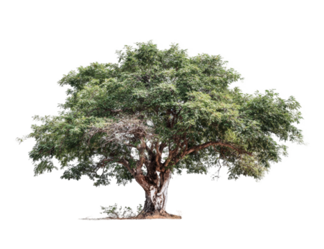 Large, lush tree against a black background