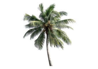 Isolated palm tree against black background