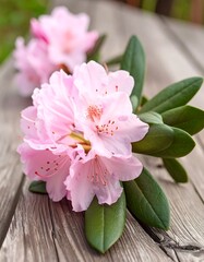 Pink azaleas on weathered wood