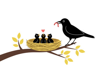 A black bird feeds its three hungry chicks a worm from a twig nest on a branch