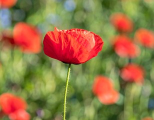 Obraz premium Vivid red poppy in a field