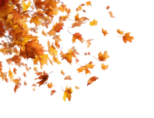 Autumn leaves scattered on black background (3)