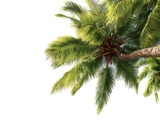 Fototapeta premium Tropical palm leaves against a black background. High-angle view