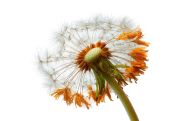 Close-up of a dried dandelion seed head (1)