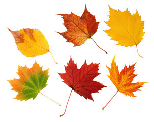 Colorful autumn leaves isolated on white background showcasing seasonal beauty and natural diversity