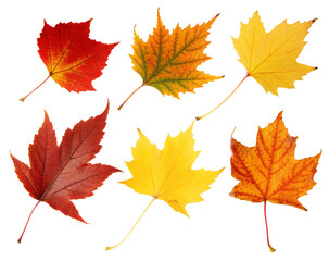 Colorful autumn leaves isolated on white background showing vibrant seasonal fall foliage colors